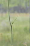 Water cowbane